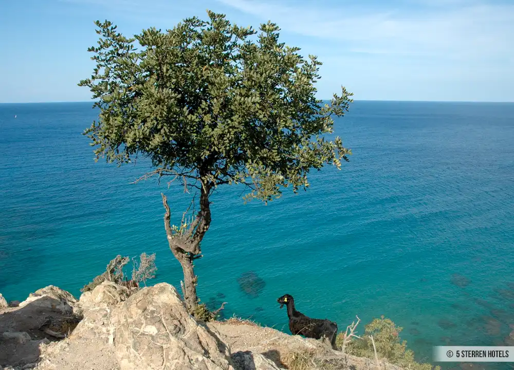 Geit op Cyprus